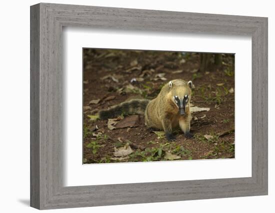 South American coati (Nasua nasua), Iguazu Falls, Argentina-David Wall-Framed Photographic Print