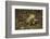 South American coati (Nasua nasua), Iguazu Falls, Argentina-David Wall-Framed Photographic Print