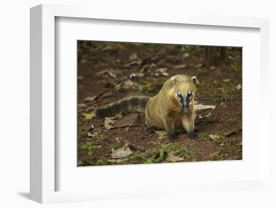 South American coati (Nasua nasua), Iguazu Falls, Argentina-David Wall-Framed Photographic Print