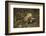 South American coati (Nasua nasua), Iguazu Falls, Argentina-David Wall-Framed Photographic Print