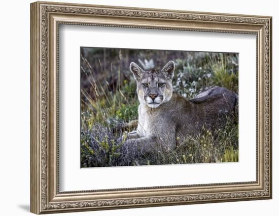 South American cougar-Art Wolfe-Framed Photographic Print