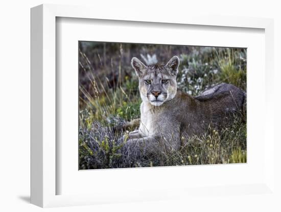 South American cougar-Art Wolfe-Framed Photographic Print