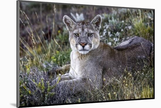 South American cougar-Art Wolfe-Mounted Photographic Print