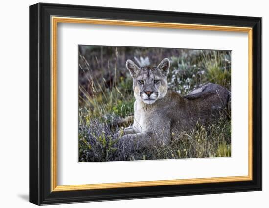 South American cougar-Art Wolfe-Framed Photographic Print