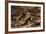 South American Crested Toad, Yasuni NP, Amazon Rainforest, Ecuador-Pete Oxford-Framed Photographic Print