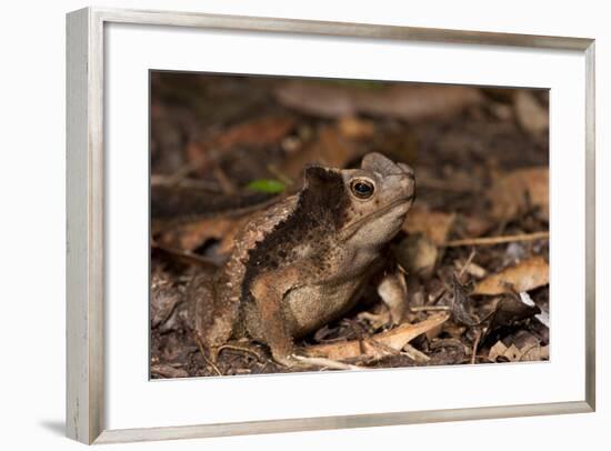 South American Crested Toad, Yasuni NP, Amazon Rainforest, Ecuador-Pete Oxford-Framed Photographic Print