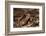 South American Crested Toad, Yasuni NP, Amazon Rainforest, Ecuador-Pete Oxford-Framed Photographic Print