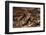 South American Crested Toad, Yasuni NP, Amazon Rainforest, Ecuador-Pete Oxford-Framed Photographic Print