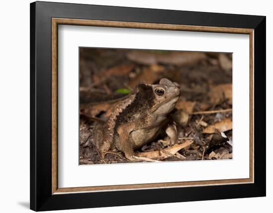 South American Crested Toad, Yasuni NP, Amazon Rainforest, Ecuador-Pete Oxford-Framed Photographic Print