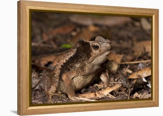 South American Crested Toad, Yasuni NP, Amazon Rainforest, Ecuador-Pete Oxford-Framed Premier Image Canvas