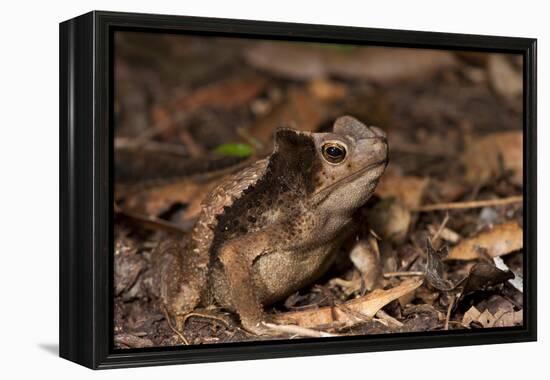 South American Crested Toad, Yasuni NP, Amazon Rainforest, Ecuador-Pete Oxford-Framed Premier Image Canvas