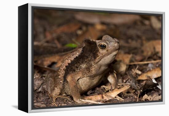 South American Crested Toad, Yasuni NP, Amazon Rainforest, Ecuador-Pete Oxford-Framed Premier Image Canvas