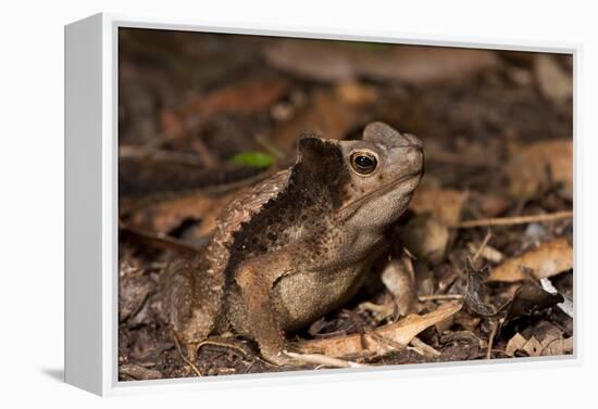 South American Crested Toad, Yasuni NP, Amazon Rainforest, Ecuador-Pete Oxford-Framed Premier Image Canvas