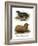 South American Fur Seal, 1860-null-Framed Giclee Print