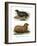 South American Fur Seal, 1860-null-Framed Giclee Print