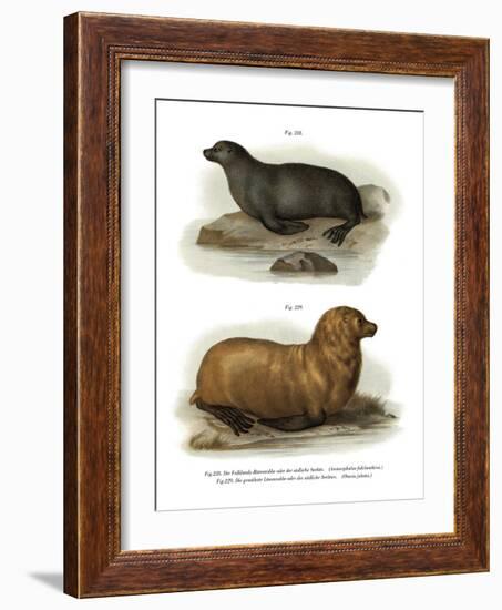 South American Fur Seal, 1860-null-Framed Giclee Print