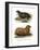 South American Fur Seal, 1860-null-Framed Giclee Print