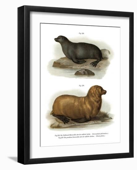 South American Fur Seal, 1860-null-Framed Giclee Print