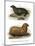 South American Fur Seal, 1860-null-Mounted Giclee Print