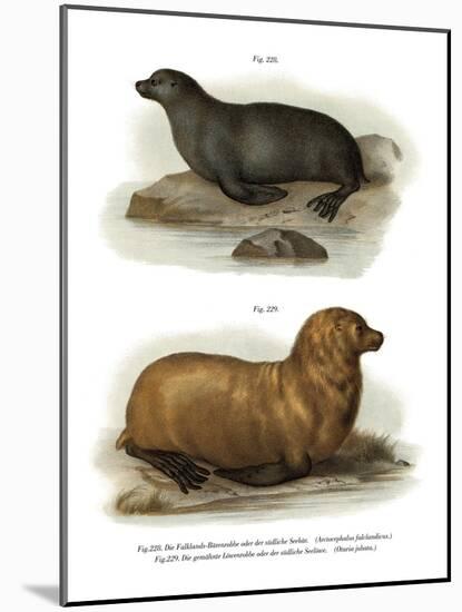 South American Fur Seal, 1860-null-Mounted Giclee Print