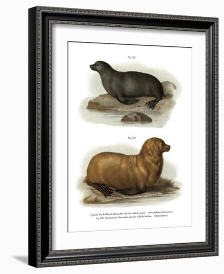 South American Fur Seal, 1860-null-Framed Giclee Print