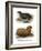 South American Fur Seal, 1860-null-Framed Giclee Print