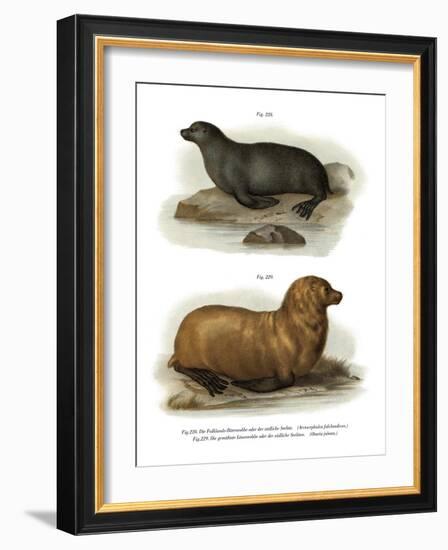 South American Fur Seal, 1860-null-Framed Giclee Print