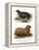 South American Fur Seal, 1860-null-Framed Premier Image Canvas