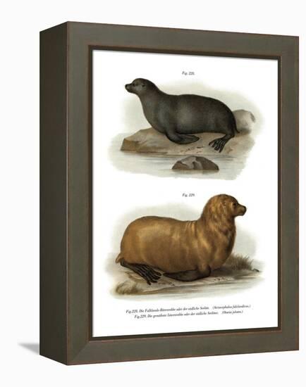 South American Fur Seal, 1860-null-Framed Premier Image Canvas