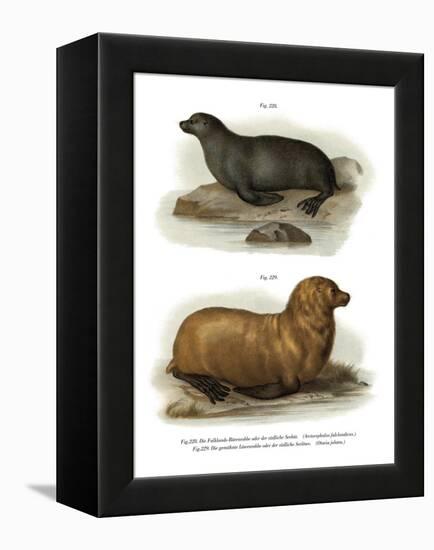 South American Fur Seal, 1860-null-Framed Premier Image Canvas