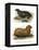 South American Fur Seal, 1860-null-Framed Premier Image Canvas