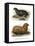 South American Fur Seal, 1860-null-Framed Premier Image Canvas