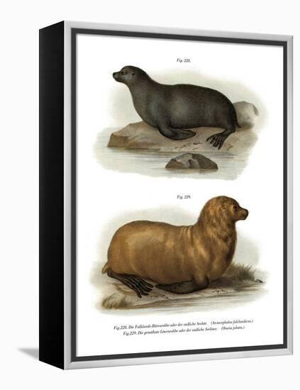 South American Fur Seal, 1860-null-Framed Premier Image Canvas