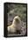 South American Fur Seal-DLILLC-Framed Premier Image Canvas