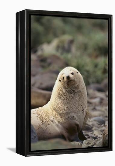 South American Fur Seal-DLILLC-Framed Premier Image Canvas