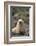 South American Fur Seal-DLILLC-Framed Photographic Print