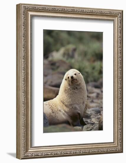 South American Fur Seal-DLILLC-Framed Photographic Print