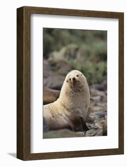 South American Fur Seal-DLILLC-Framed Photographic Print