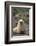 South American Fur Seal-DLILLC-Framed Photographic Print