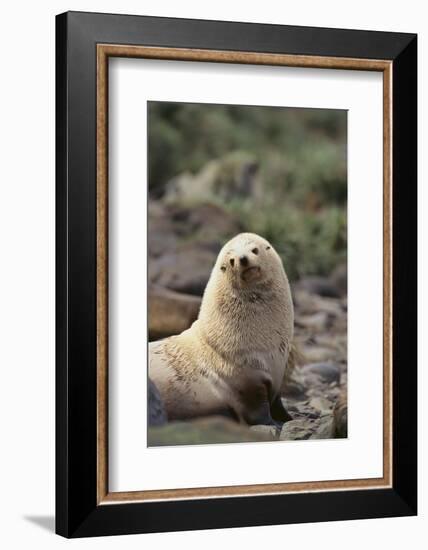 South American Fur Seal-DLILLC-Framed Photographic Print