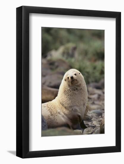 South American Fur Seal-DLILLC-Framed Photographic Print