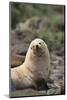 South American Fur Seal-DLILLC-Mounted Photographic Print