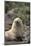 South American Fur Seal-DLILLC-Mounted Photographic Print