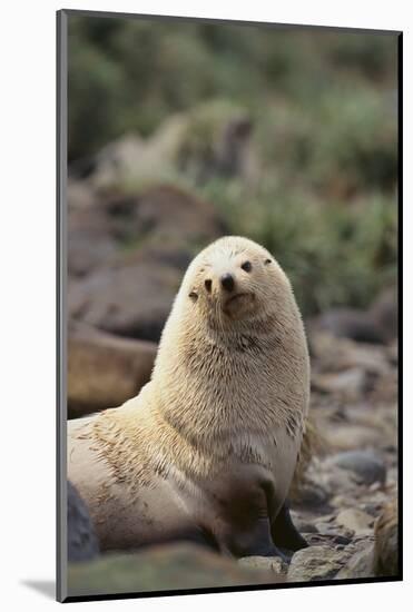 South American Fur Seal-DLILLC-Mounted Photographic Print