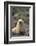 South American Fur Seal-DLILLC-Framed Photographic Print