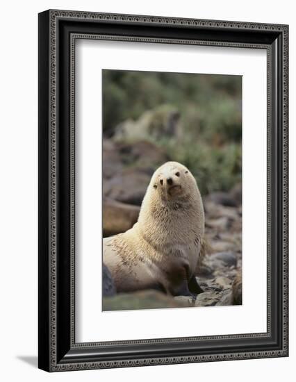 South American Fur Seal-DLILLC-Framed Photographic Print