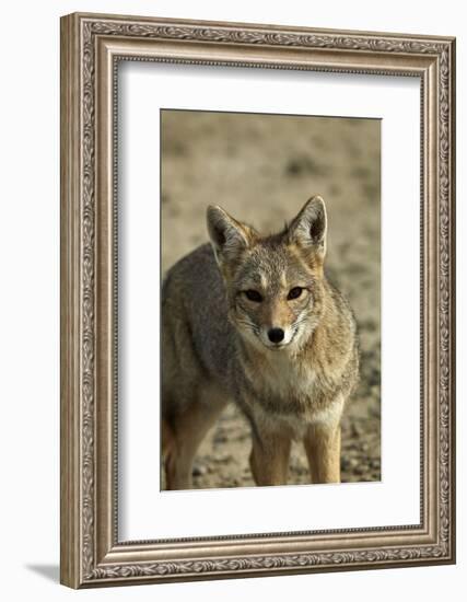 South American gray fox (Lycalopex griseus), Patagonia, Argentina-David Wall-Framed Photographic Print