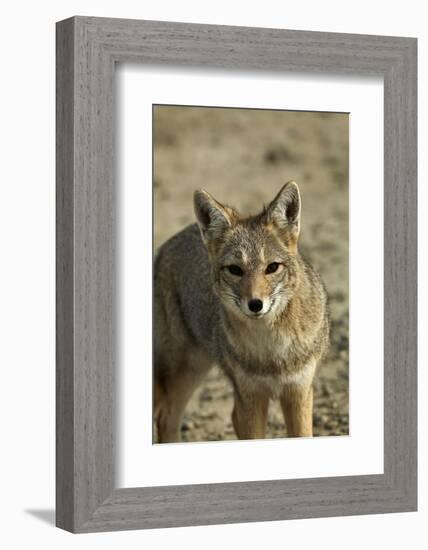 South American gray fox (Lycalopex griseus), Patagonia, Argentina-David Wall-Framed Photographic Print