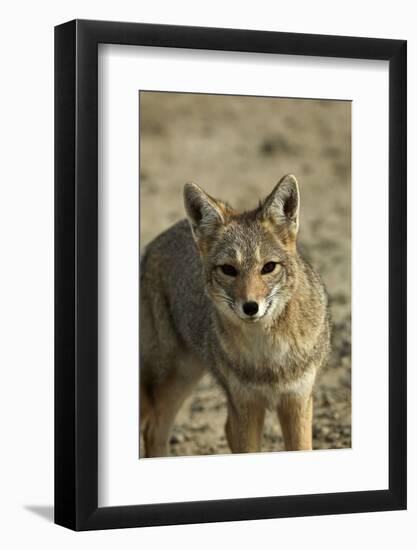 South American gray fox (Lycalopex griseus), Patagonia, Argentina-David Wall-Framed Photographic Print