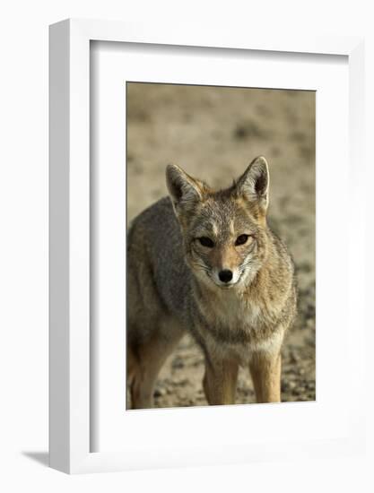 South American gray fox (Lycalopex griseus), Patagonia, Argentina-David Wall-Framed Photographic Print